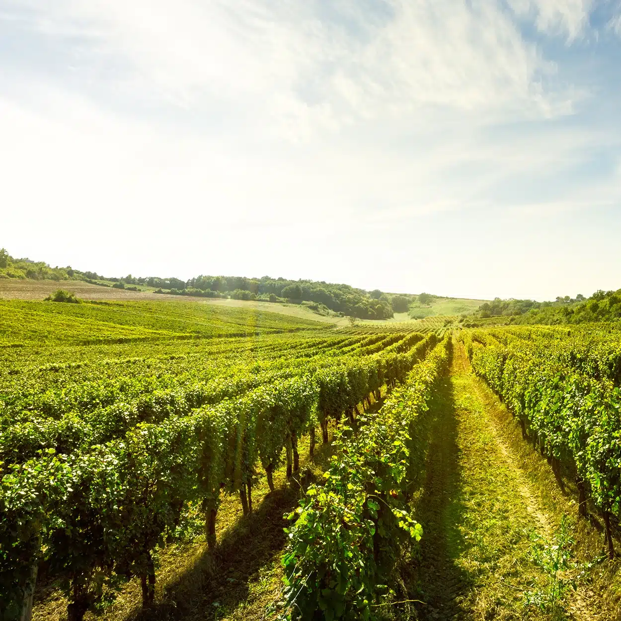 GFF, GFA, GVF ou GFI : à qui s’adressent ces investissements