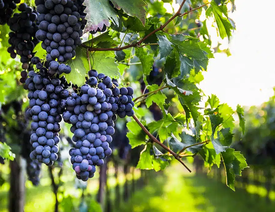 Le groupement Foncier Viticole (GFV)